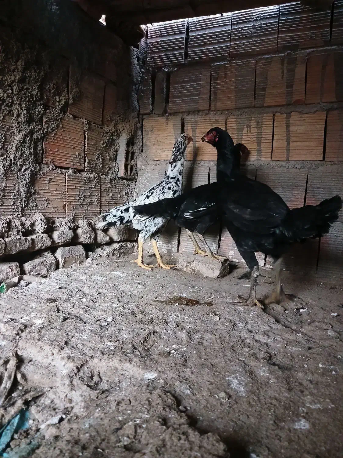 مرغ لاری|حیوانات مزرعه|سنگدوین, |دیوار