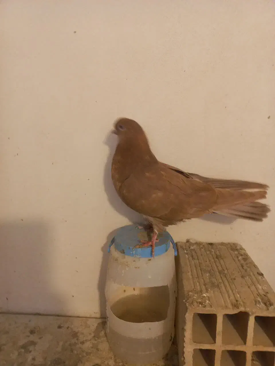 کفتر|پرنده|مشکین‌دشت, |دیوار