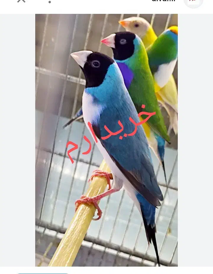 فنچ گلدین|پرنده|زاهدان, |دیوار