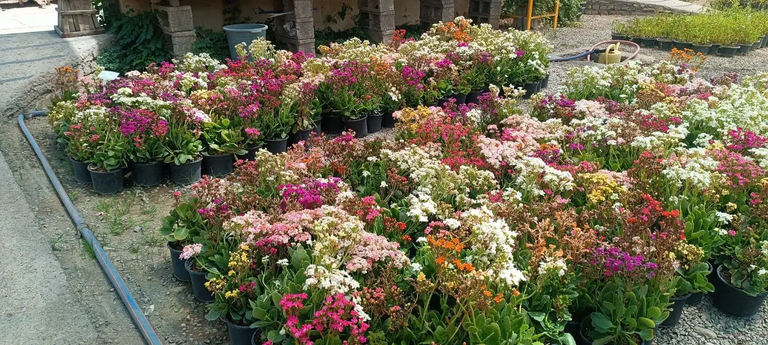 باغبانی حرفه ای -از مشاوره تا اجرای کامل|خدمات باغبانی و درختکاری|مشهد, سجاد شهر|دیوار