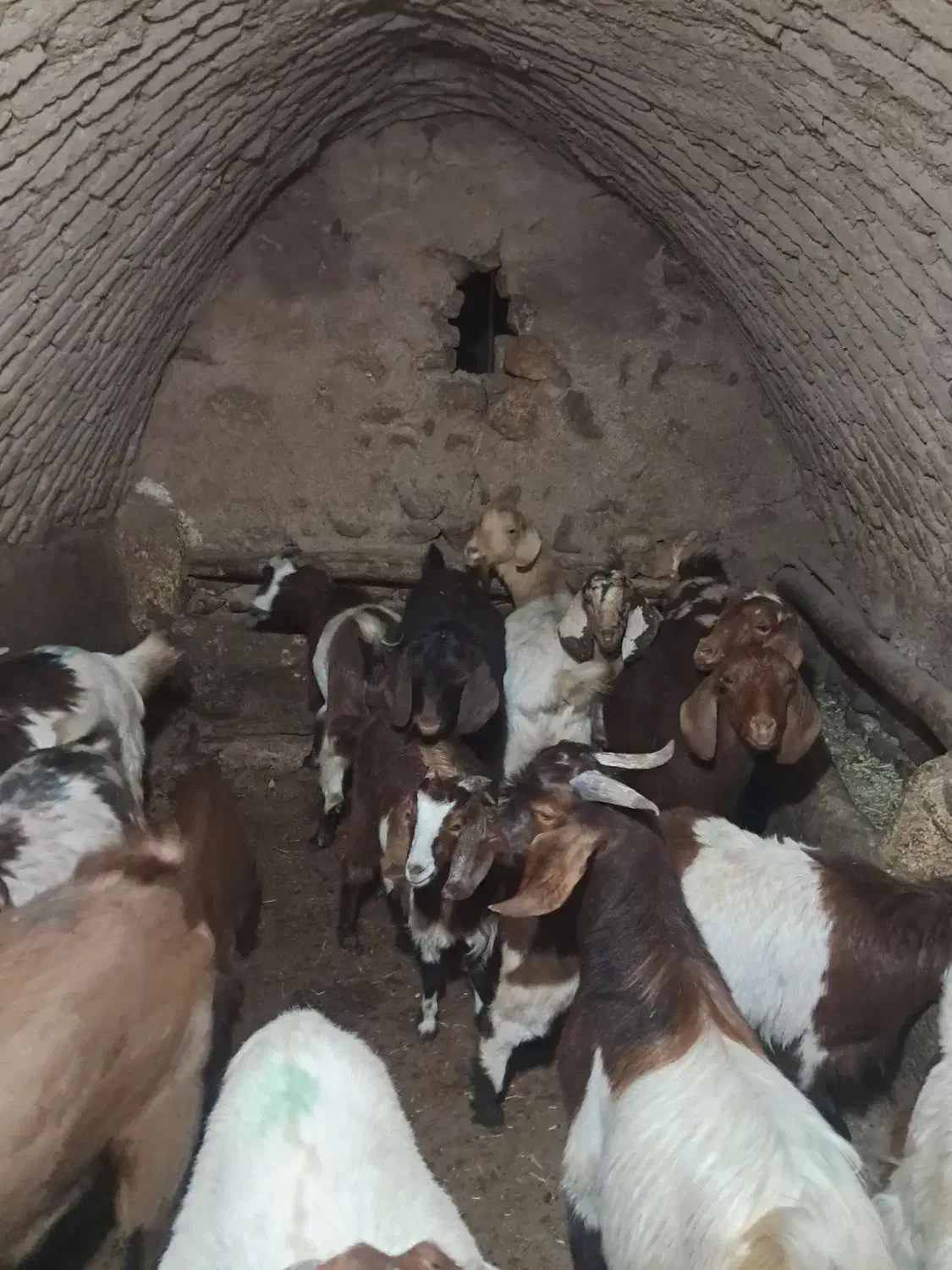 فروش بز|حیوانات مزرعه|قیدار, |دیوار