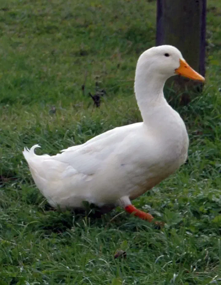 اردک|حیوانات مزرعه|خوی, |دیوار