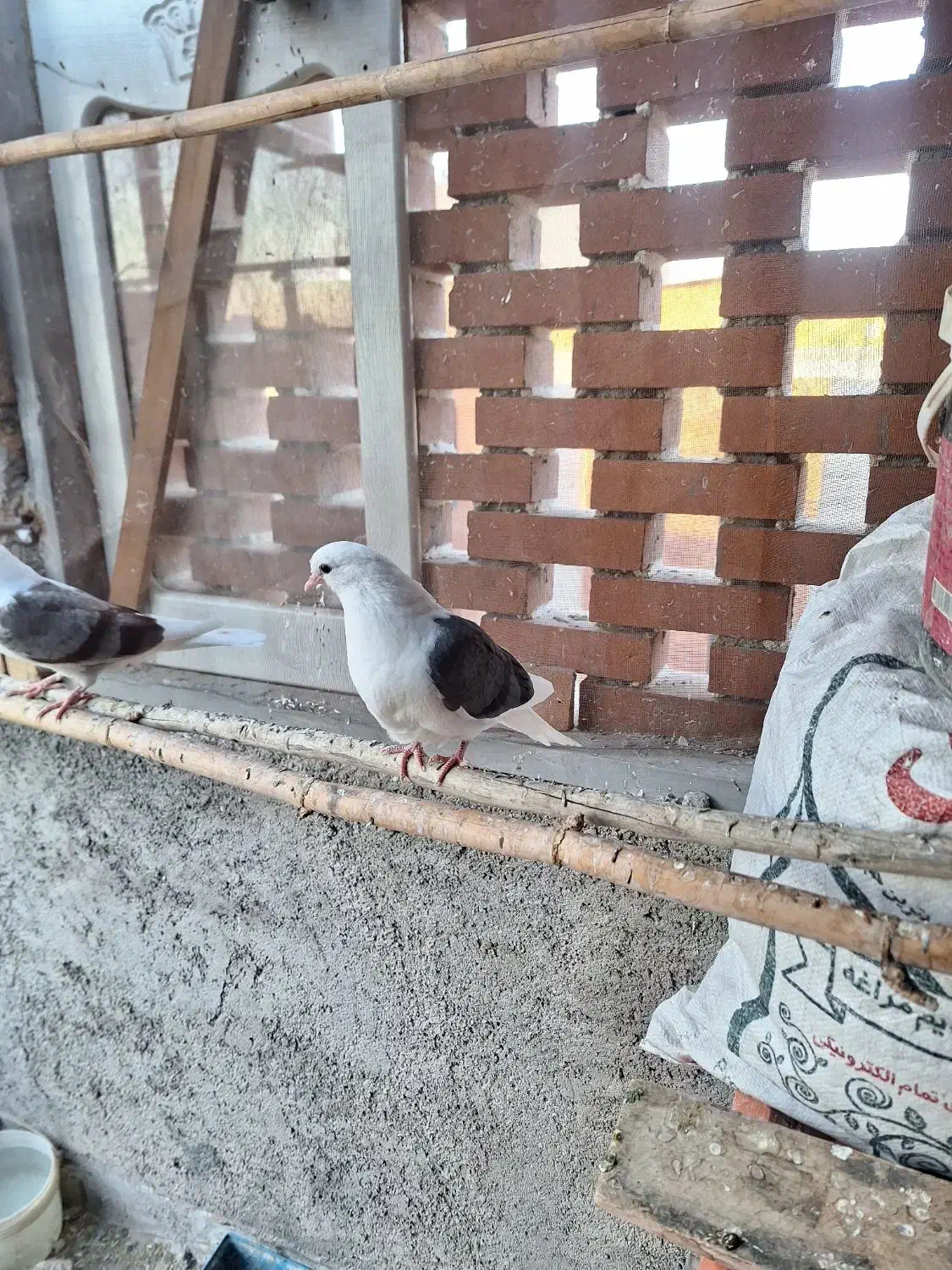 ی جوجه سفید کاکل دیروز گم شده|حیوانات|گرمسار, |دیوار