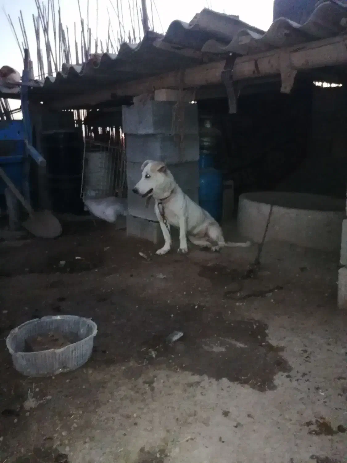 . پاکوتاه|سگ|گنبد کاووس, |دیوار