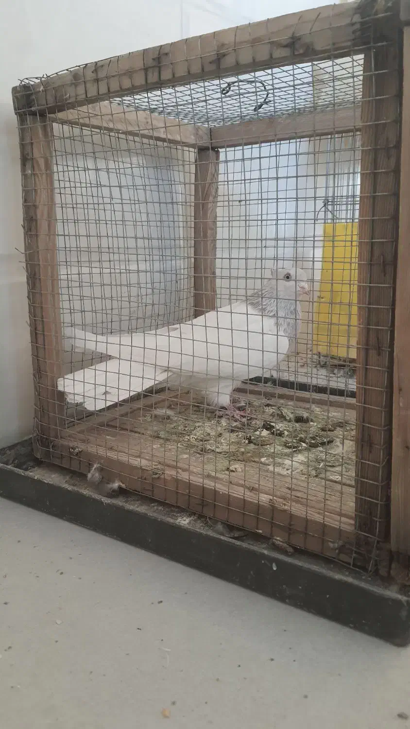 کبوتر|پرنده|اقلید, |دیوار