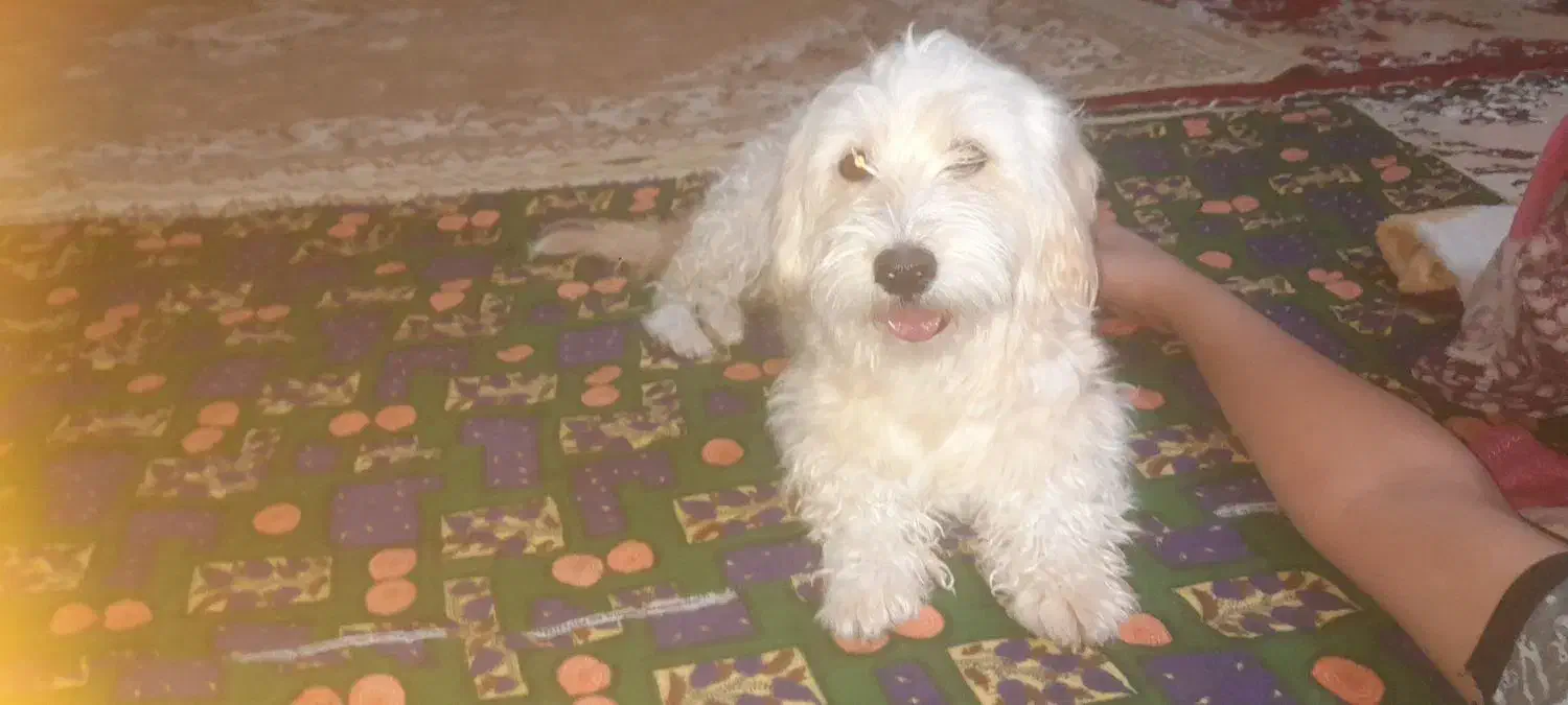 سگ شیتزو خوشکل|سگ|زابل, |دیوار