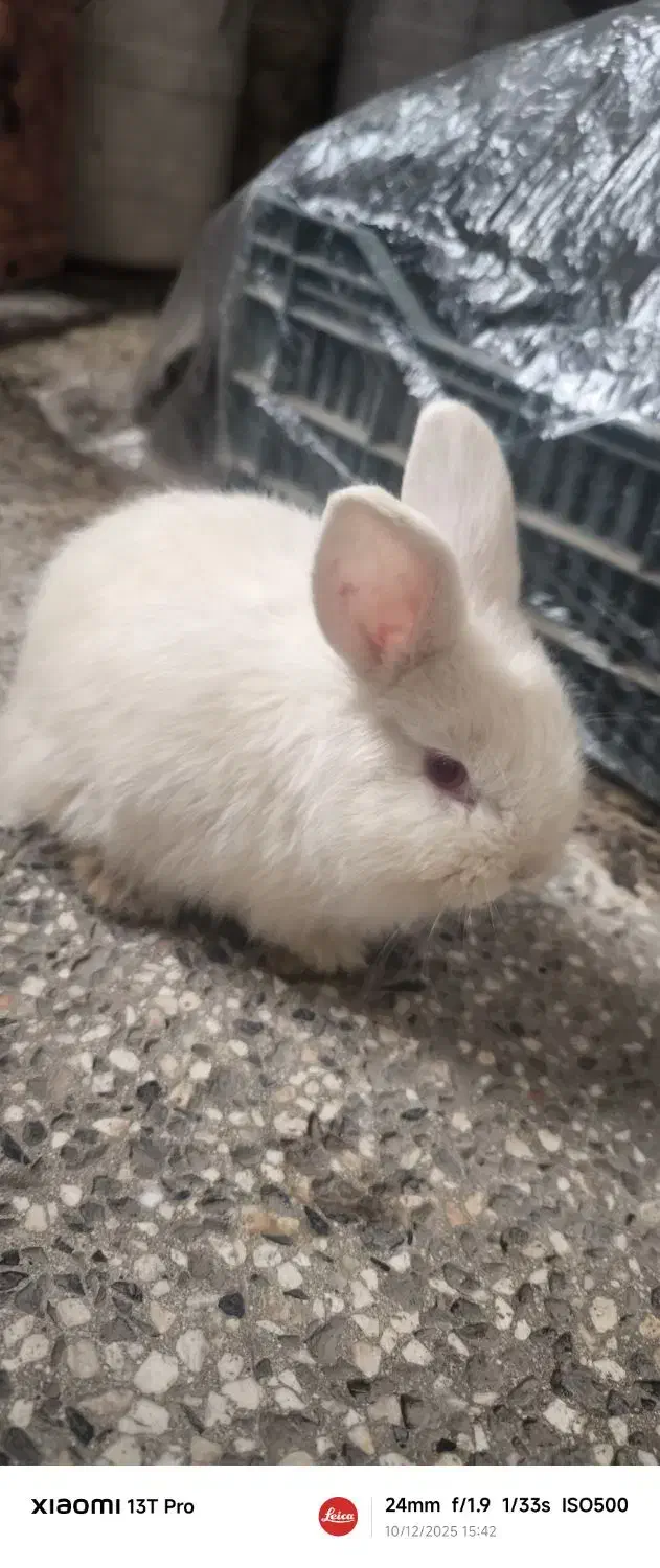 خرگوش|موش و خرگوش|ارومیه, |دیوار