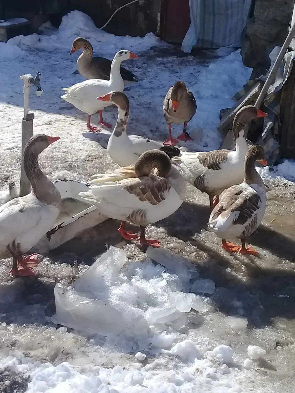 غاز محلی|حیوانات مزرعه|اردبیل, |دیوار