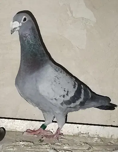 کفتر|پرنده|نوشین شهر, |دیوار