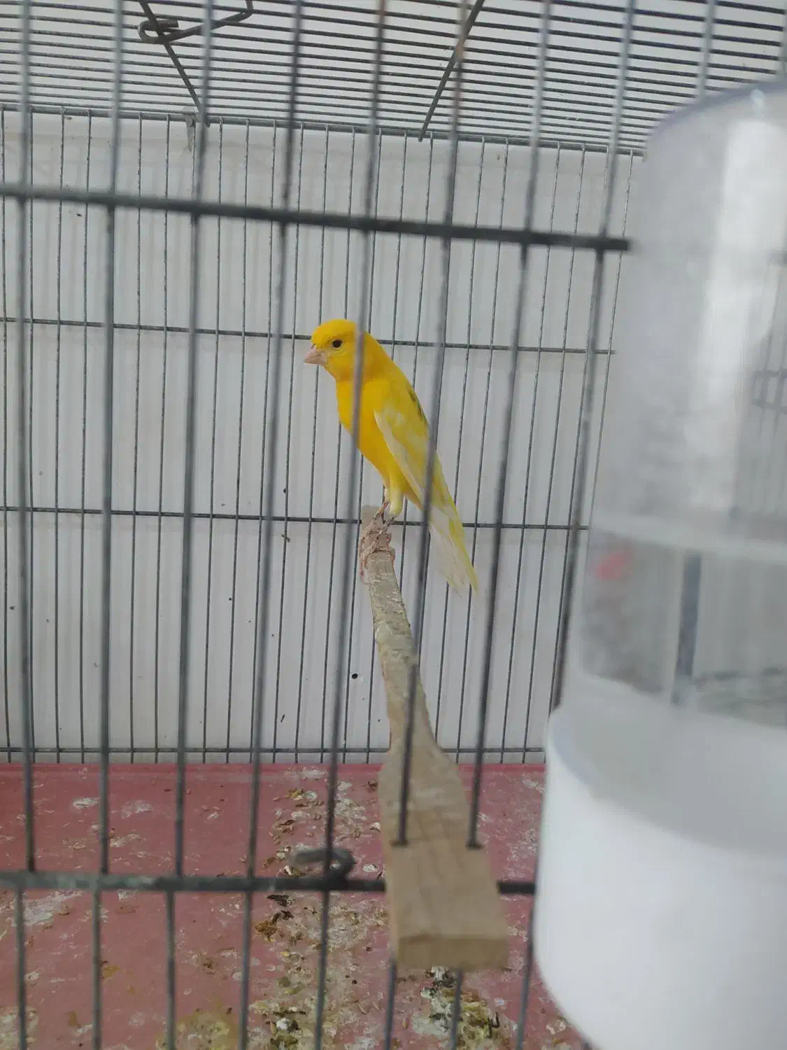 قناری رسمی بلند|پرنده|فولادشهر, مسکن مهر فولادشهر|دیوار