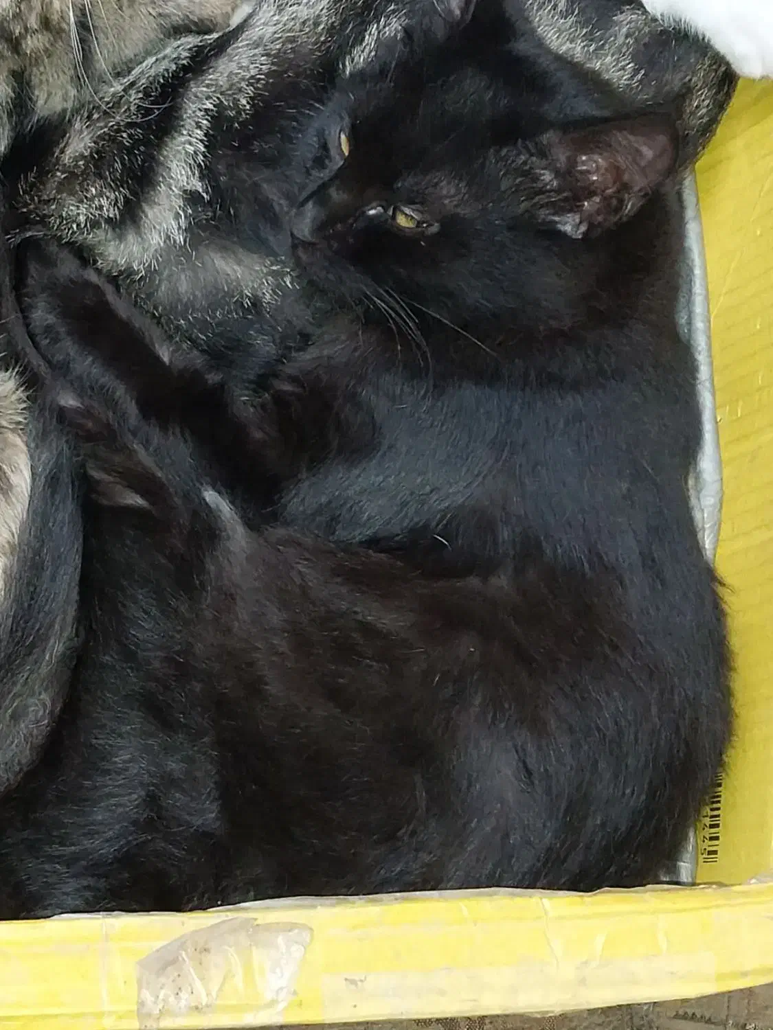 گربه سیاه پشمالو گمشده ضیابری کوچه خرسندی نقره دشت|حیوانات|رشت, چمارسرا|دیوار