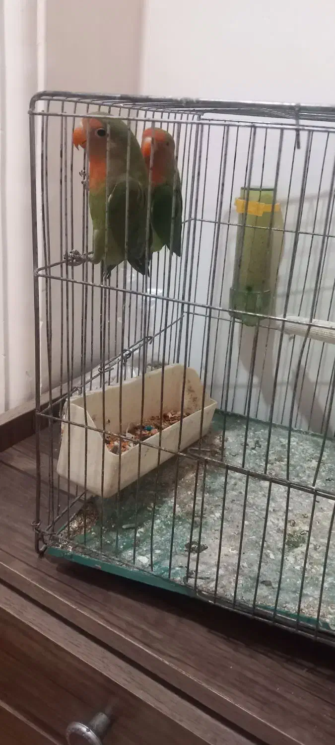 فروش ۲ عدد طوطی برزیلی ۷۰ روزه|پرنده|همدان, |دیوار