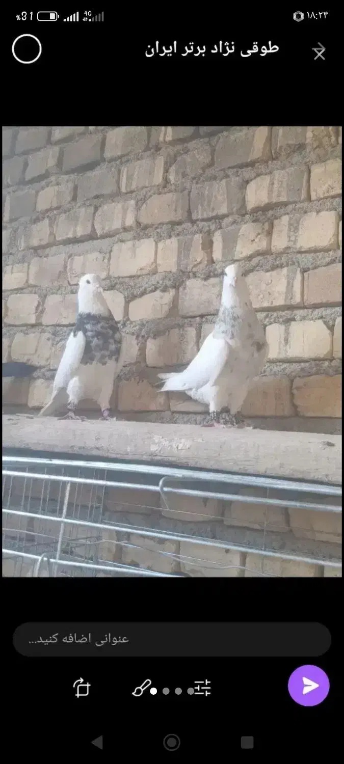 کفتر طوقی|پرنده|حمیدیا, |دیوار