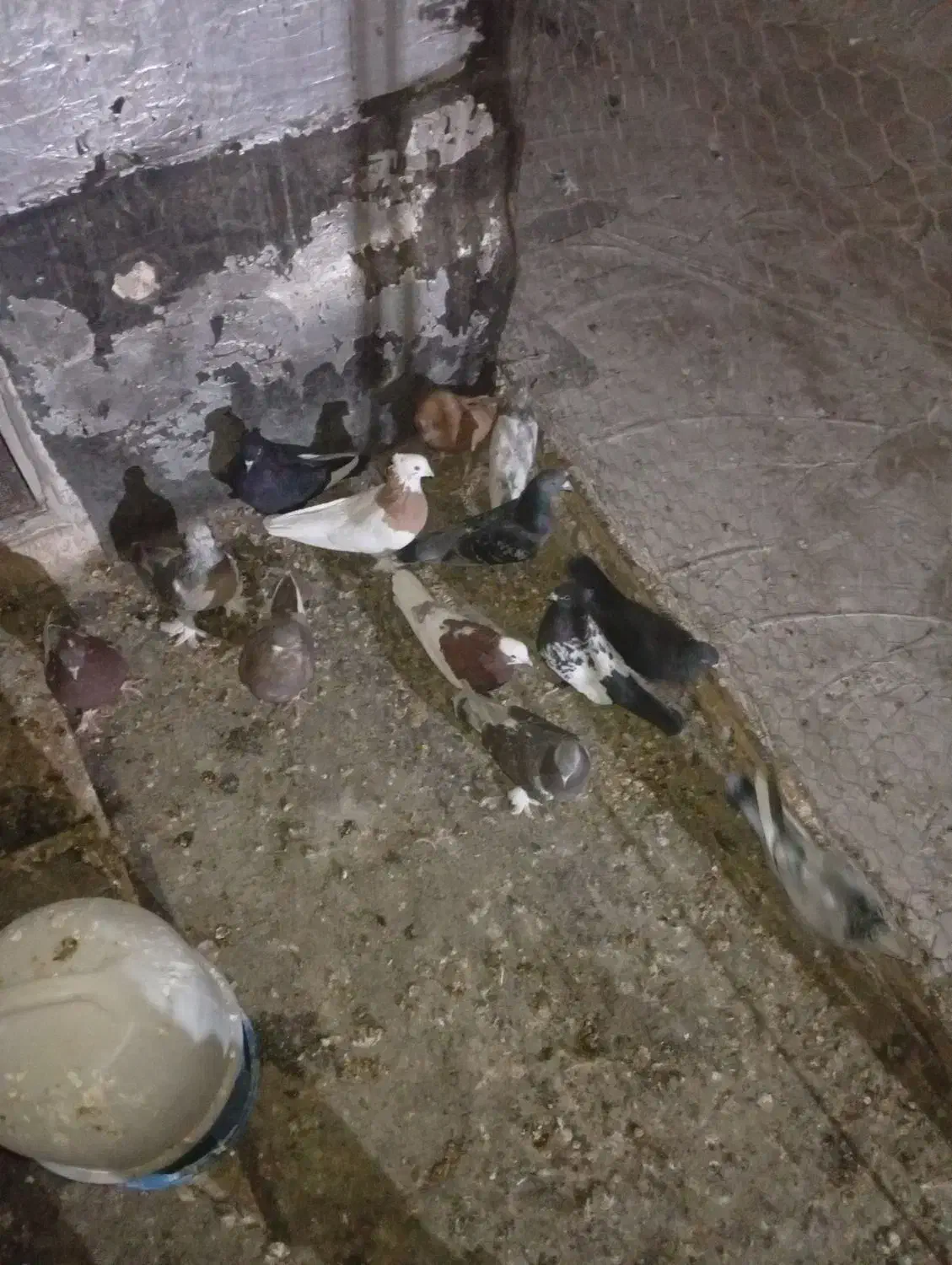 فروش تعداد کفتر|پرنده|مرودشت, استادیوم|دیوار