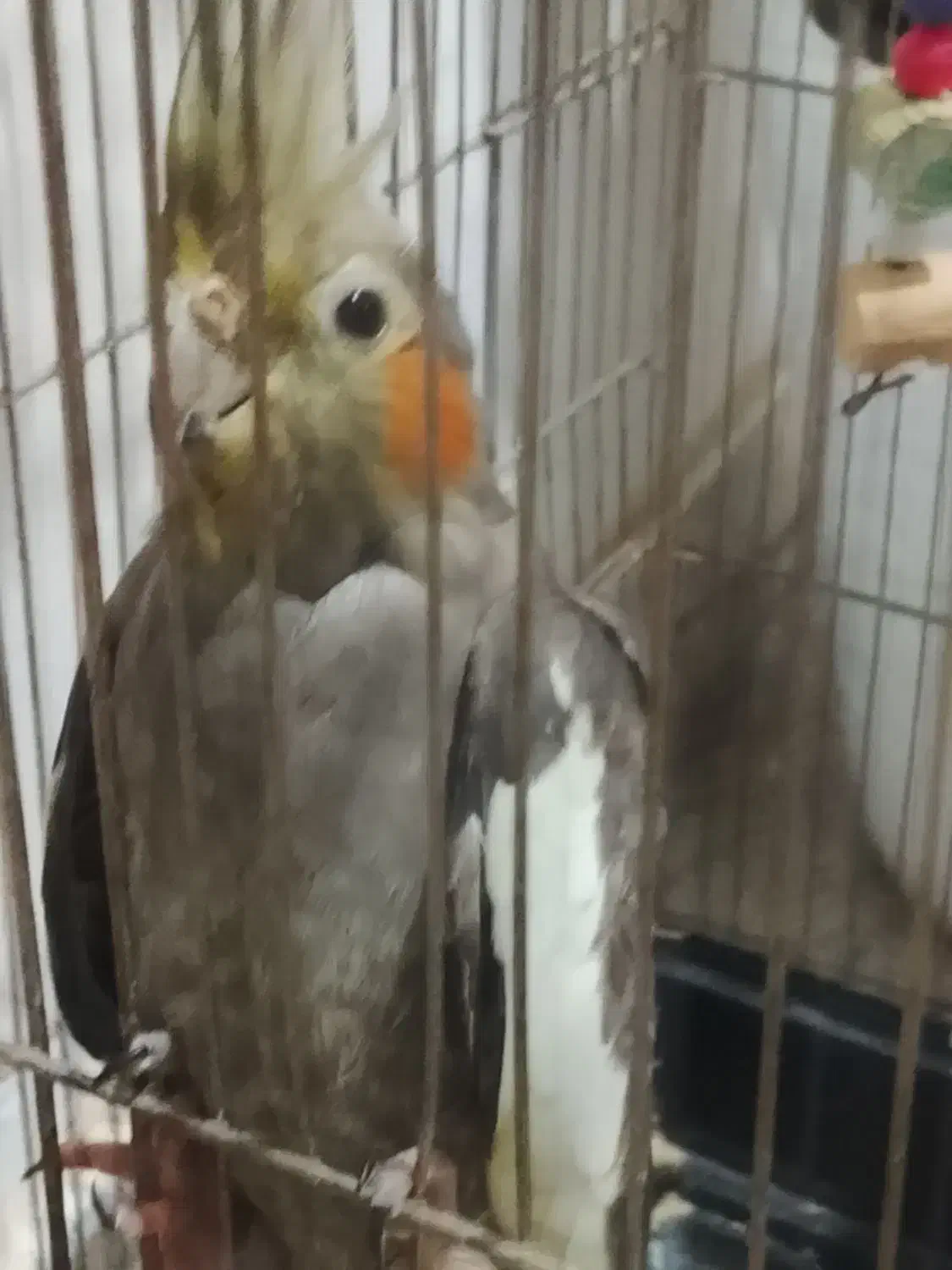 عروس هلندی ماده|پرنده|ری, شهید بهشتی|دیوار