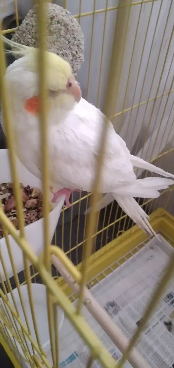 گمشده .عروس هلندی لوتینو|پرنده|کرمان, |دیوار