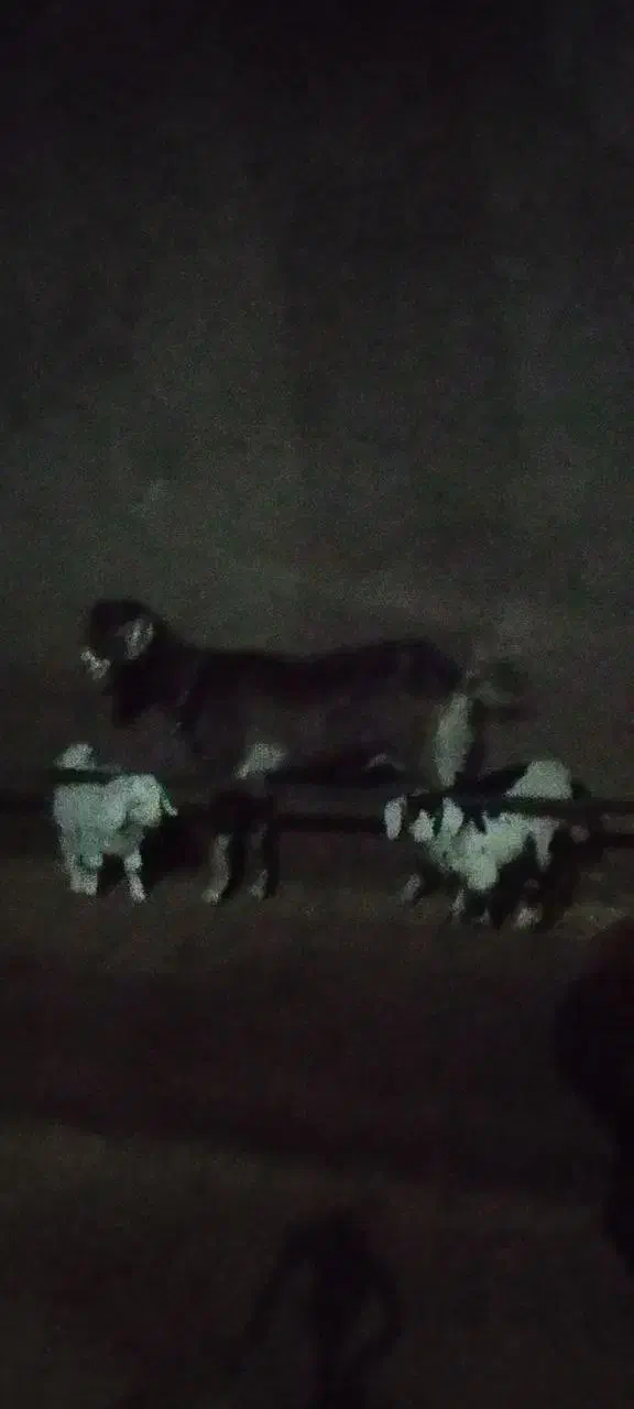 بز با دو بزغاله|حیوانات مزرعه|اردبیل, |دیوار