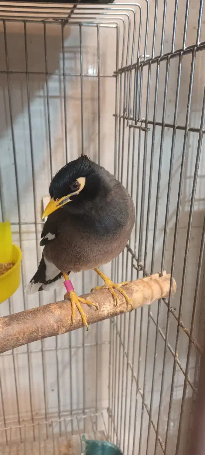 مرغ مینا قفسی|پرنده|شهریار, شهرک شاهد|دیوار