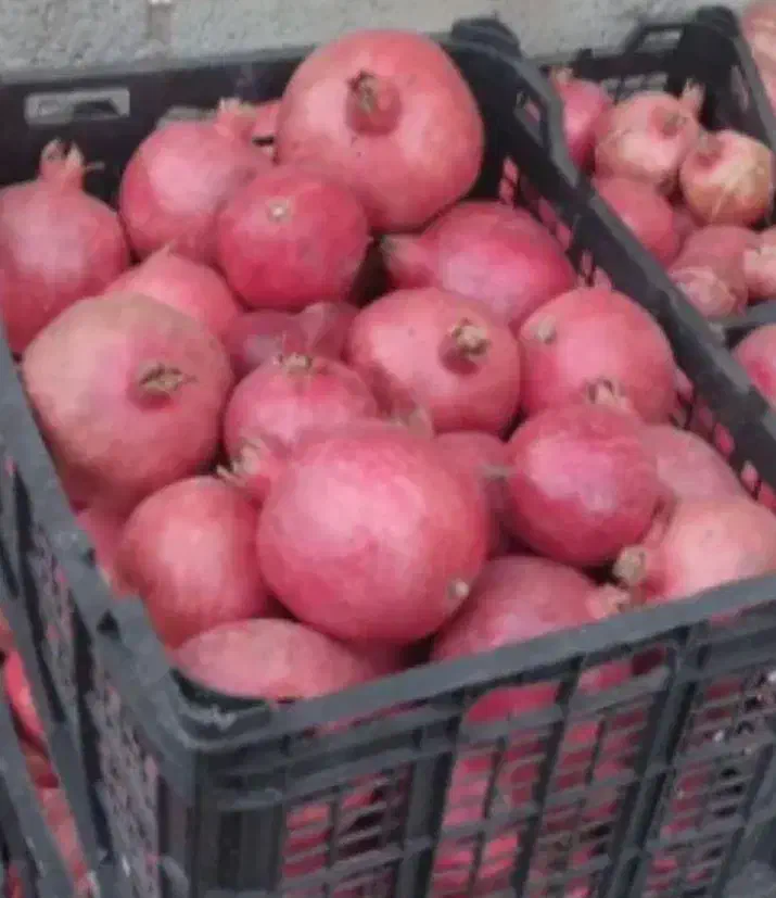 انار درجه یک یک|عمدهفروشی|کوهنانی, |دیوار