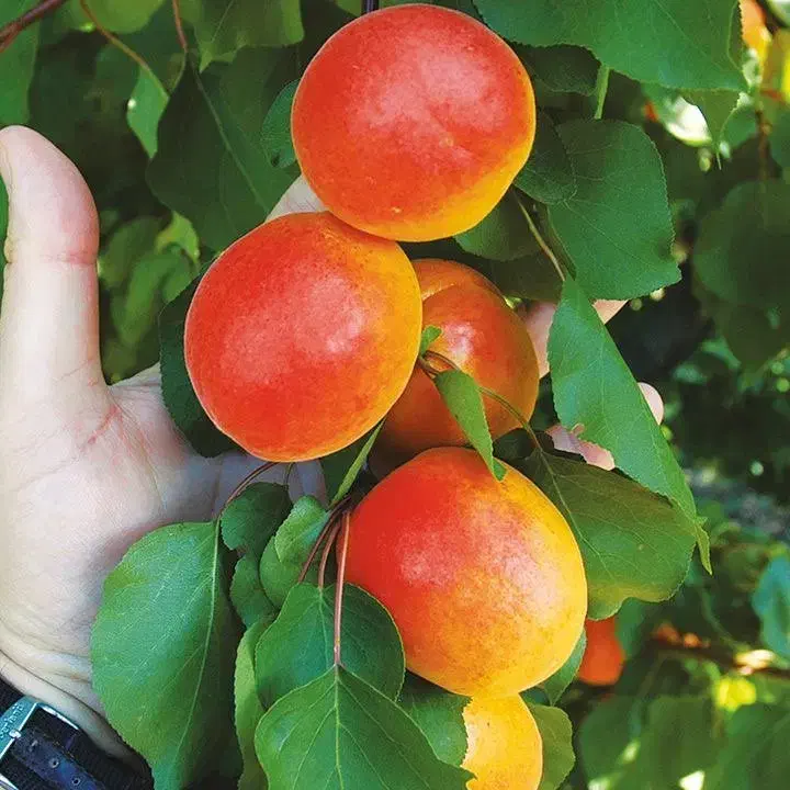 فروش نهال زردآلو کاستل بریت|خدمات باغبانی و درختکاری|مرند, |دیوار