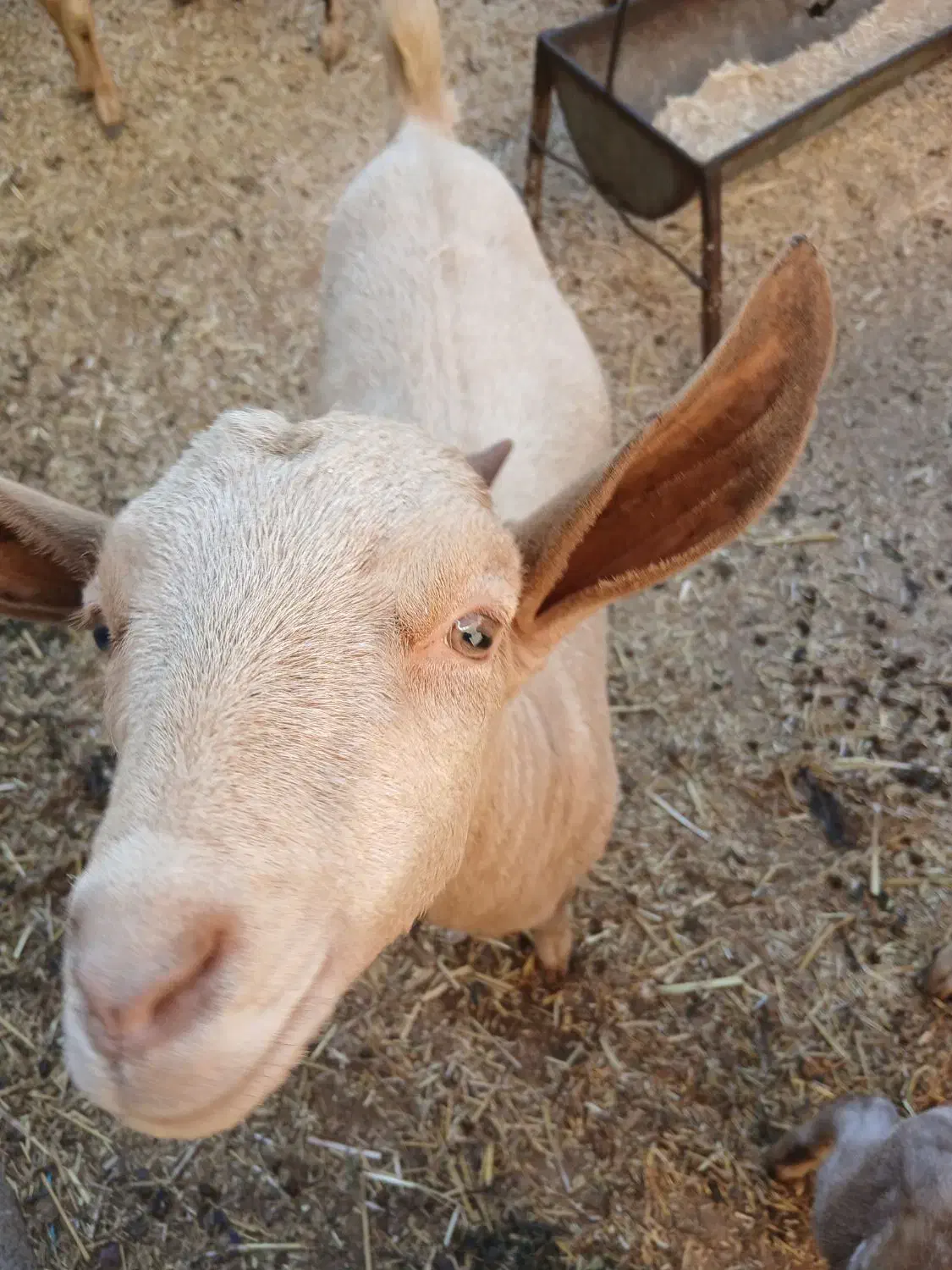 بز صلاله|حیوانات مزرعه|حمیدیه, |دیوار