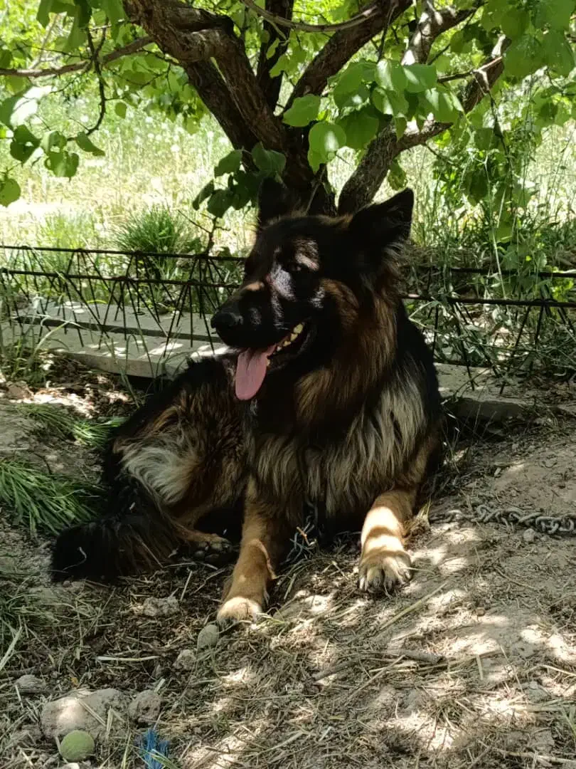 سگ ژرمن شپرد|سگ|مرودشت, نقش رستم|دیوار