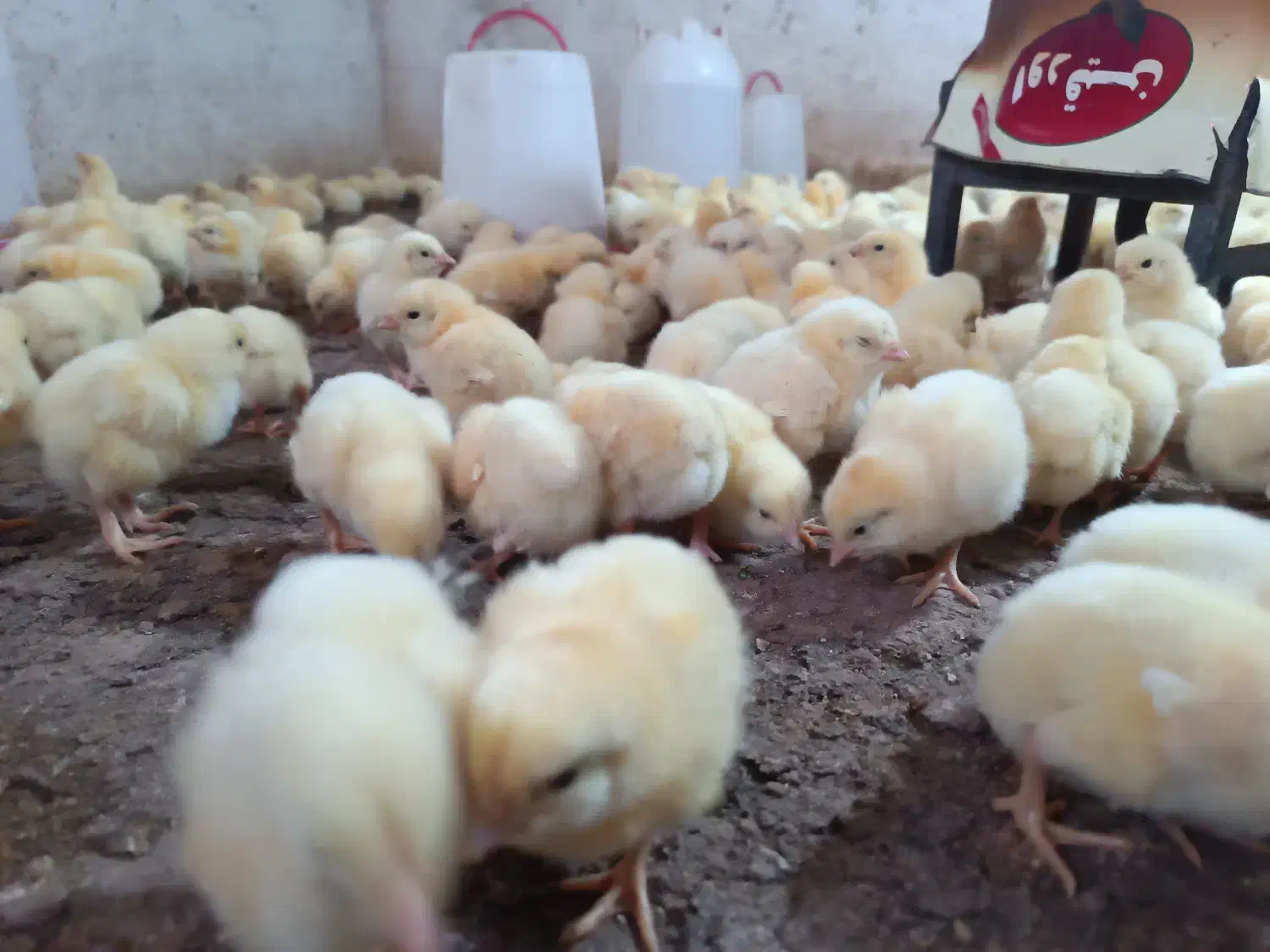 فروش جوجه یک روزه راس|حیوانات مزرعه|فاضل آباد, |دیوار