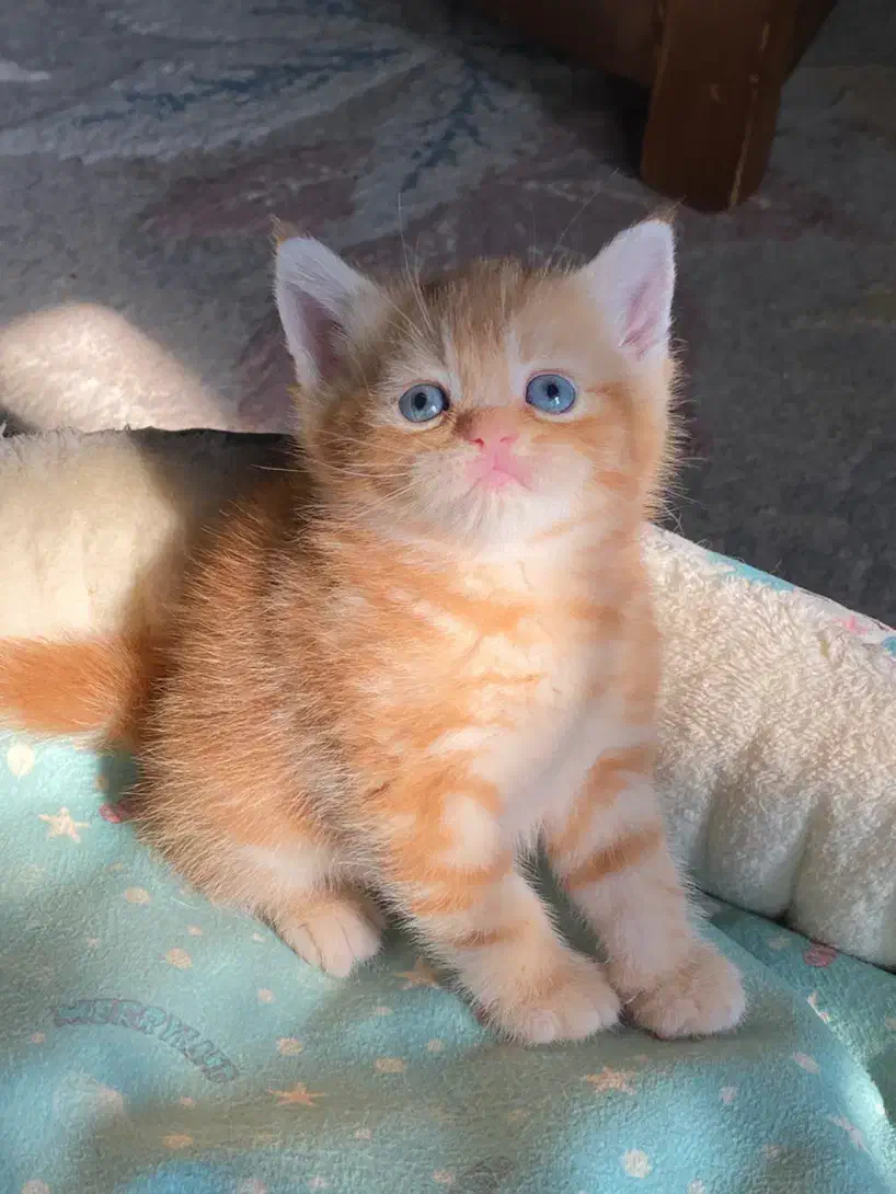 بریتیش و اسکاتیش های رویایی|گربه|رشت, آزادگان|دیوار