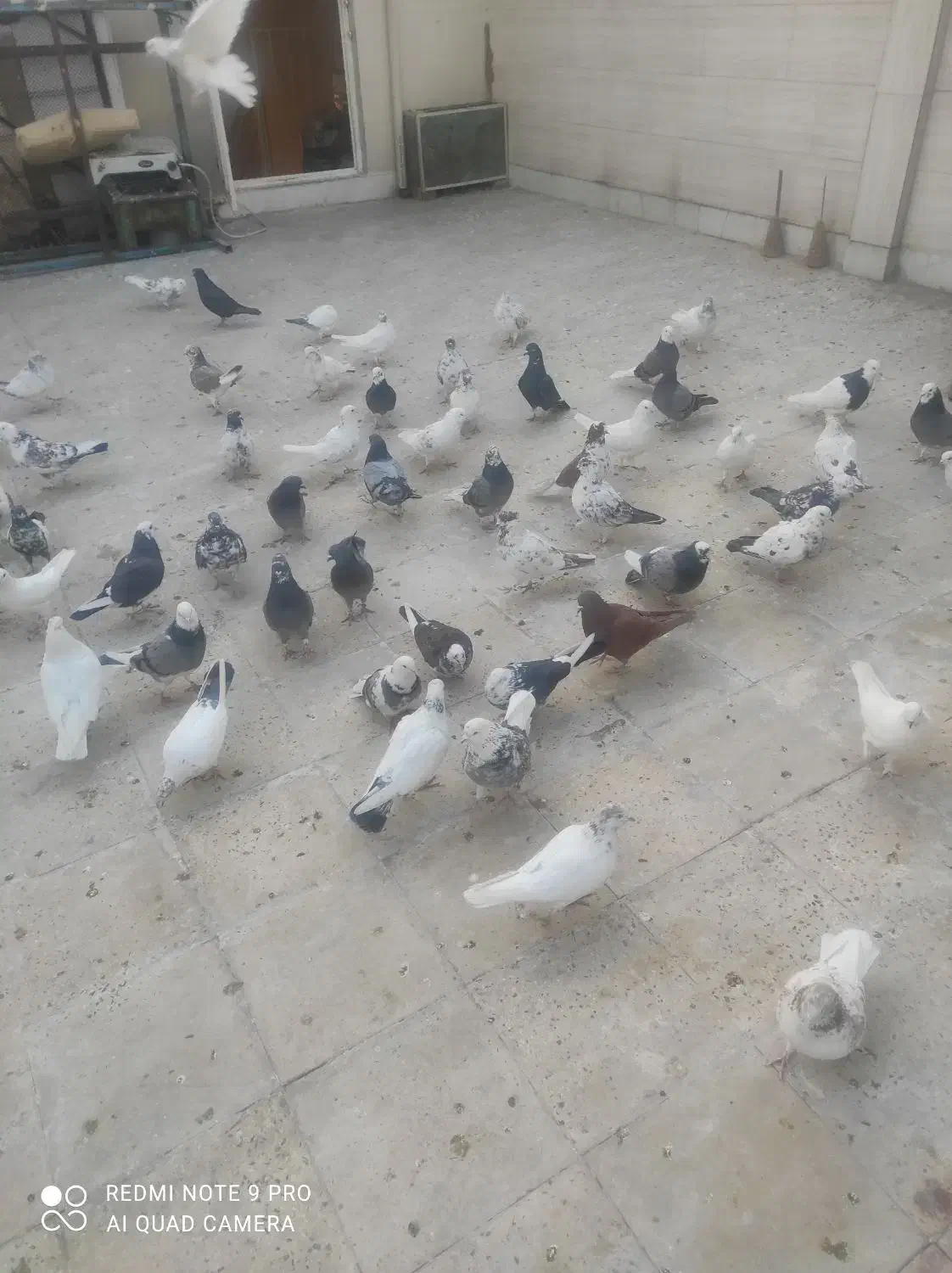 کفتر|پرنده|قرچک, مهدیه|دیوار