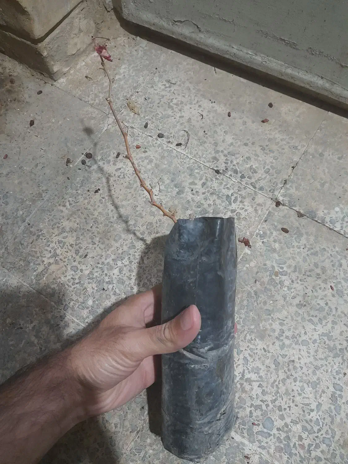 نهال انگور موندراپ متوسط|گل و گیاه طبیعی|شیراز, دانشکده کشاورزی دانشگاه شیراز|دیوار