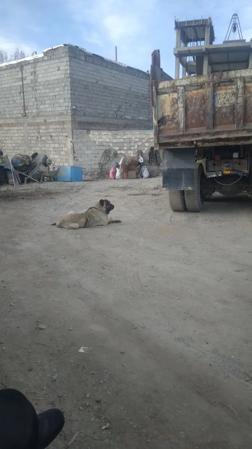 فروش.سگ.سرابی.بستان.اباد|سگ|بستان آباد, |دیوار