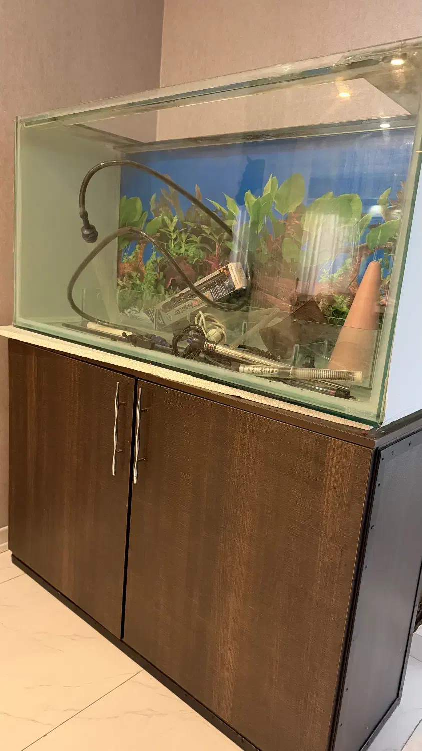 اکواریوم|ماهی|رشت, کوی جام جم|دیوار