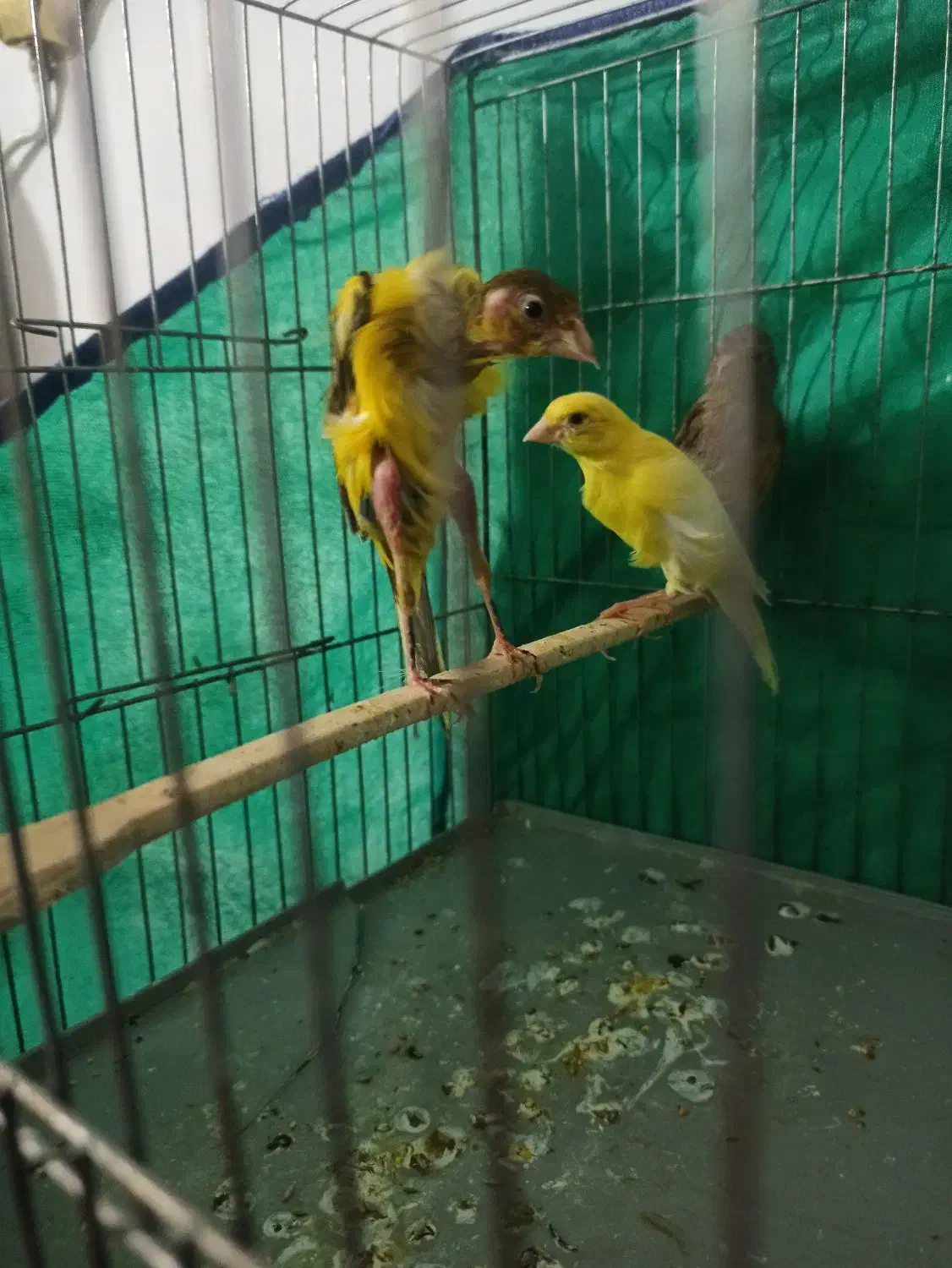 قناری جیور|پرنده|کرمانشاه, |دیوار