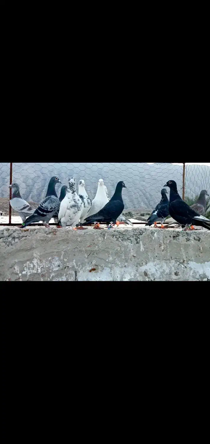 کبوتر‌پلاکی|پرنده|شیراز, محمدیه|دیوار