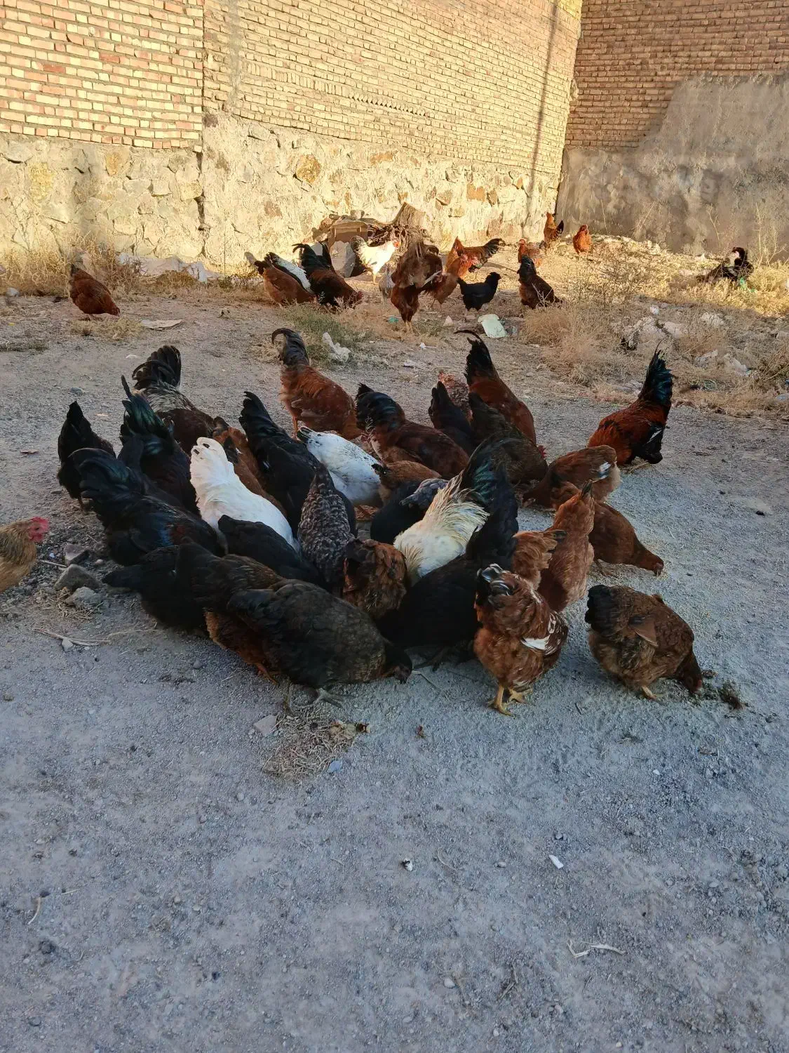 مرغ خروس جوان محلی|حیوانات مزرعه|اهر, |دیوار
