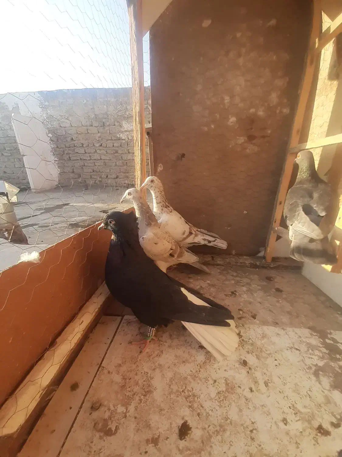 ۴ تا ماده خوشتیپ صورت دار خوراک جفت|پرنده|اقبالیه, |دیوار