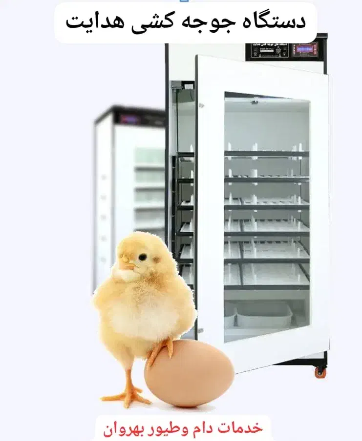 دستگاه جوجه کشی اقساط|فروشگاه و مغازه|دوگنبدان, |دیوار