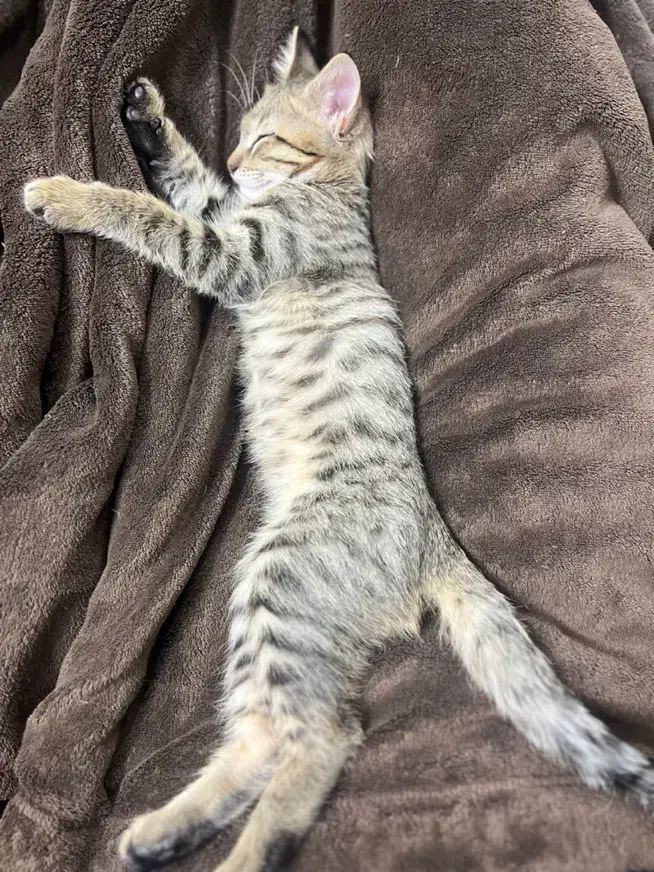 واگذاری گربه|گربه|تهران, هفده شهریور|دیوار