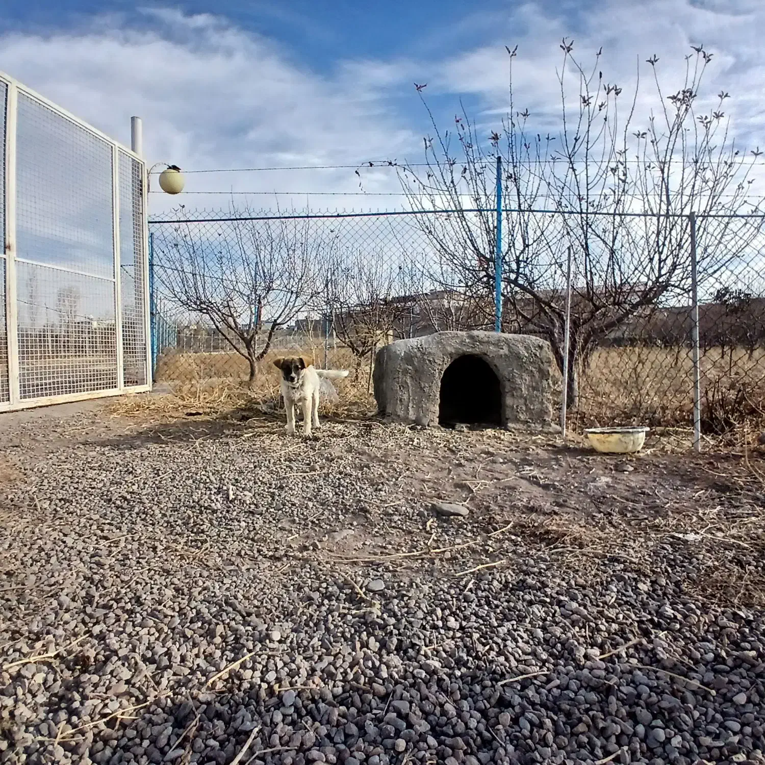 سگ گرگی وتوله|سگ|سراب, |دیوار