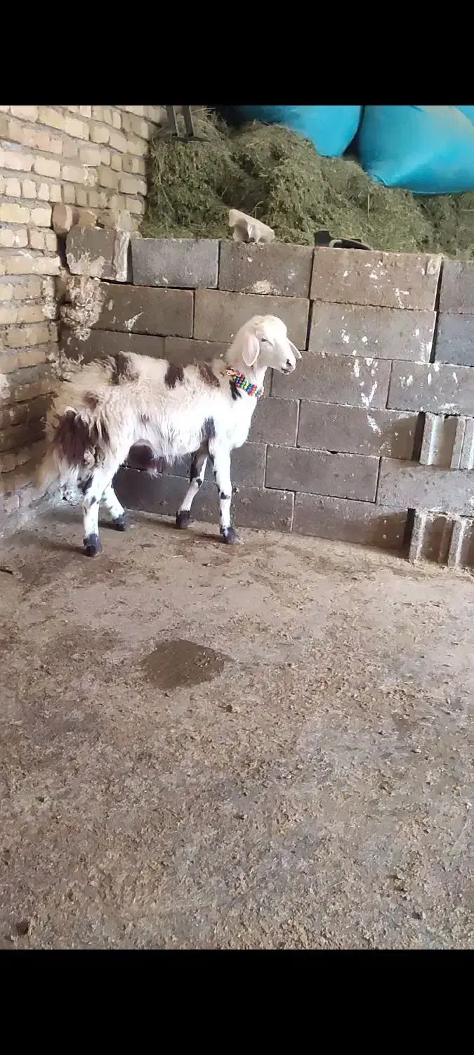 برنامه|حیوانات مزرعه|بروجرد, |دیوار