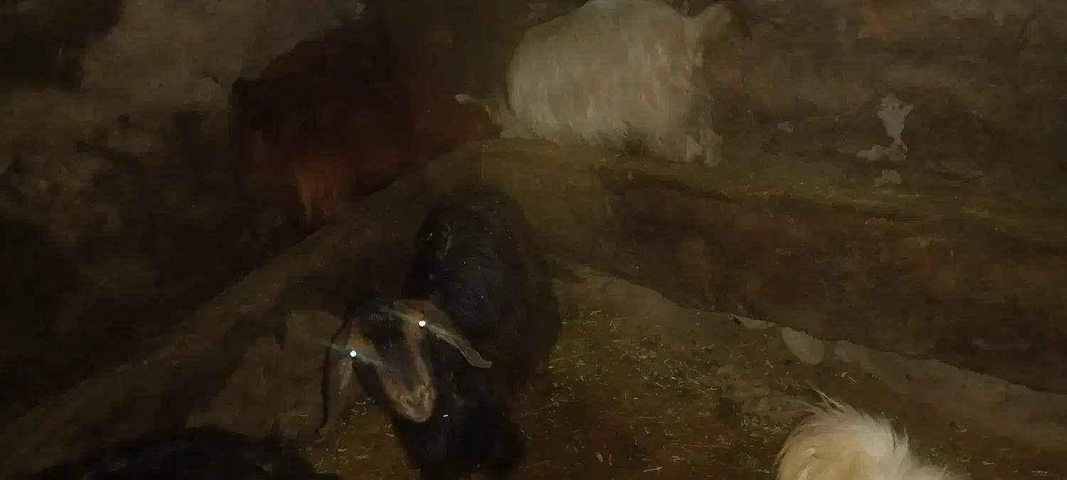 بزغاله|حیوانات مزرعه|قروه, |دیوار