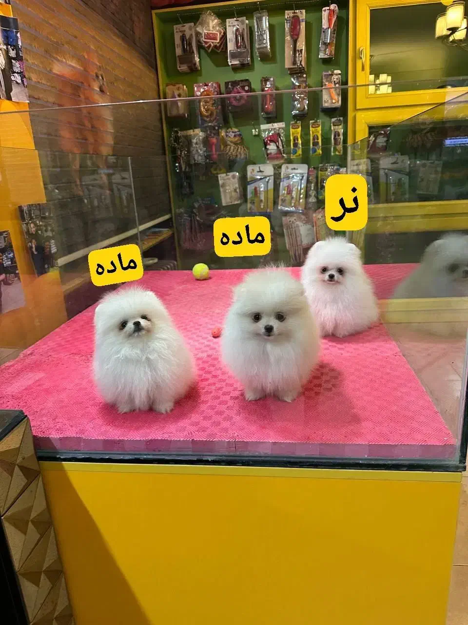 واگذاری سگ پامرانین|سگ|ری, عباسآباد|دیوار