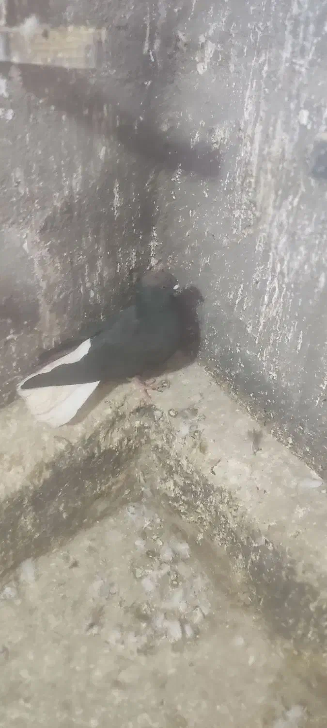 کبوترفروشی|پرنده|بوئین زهرا, |دیوار