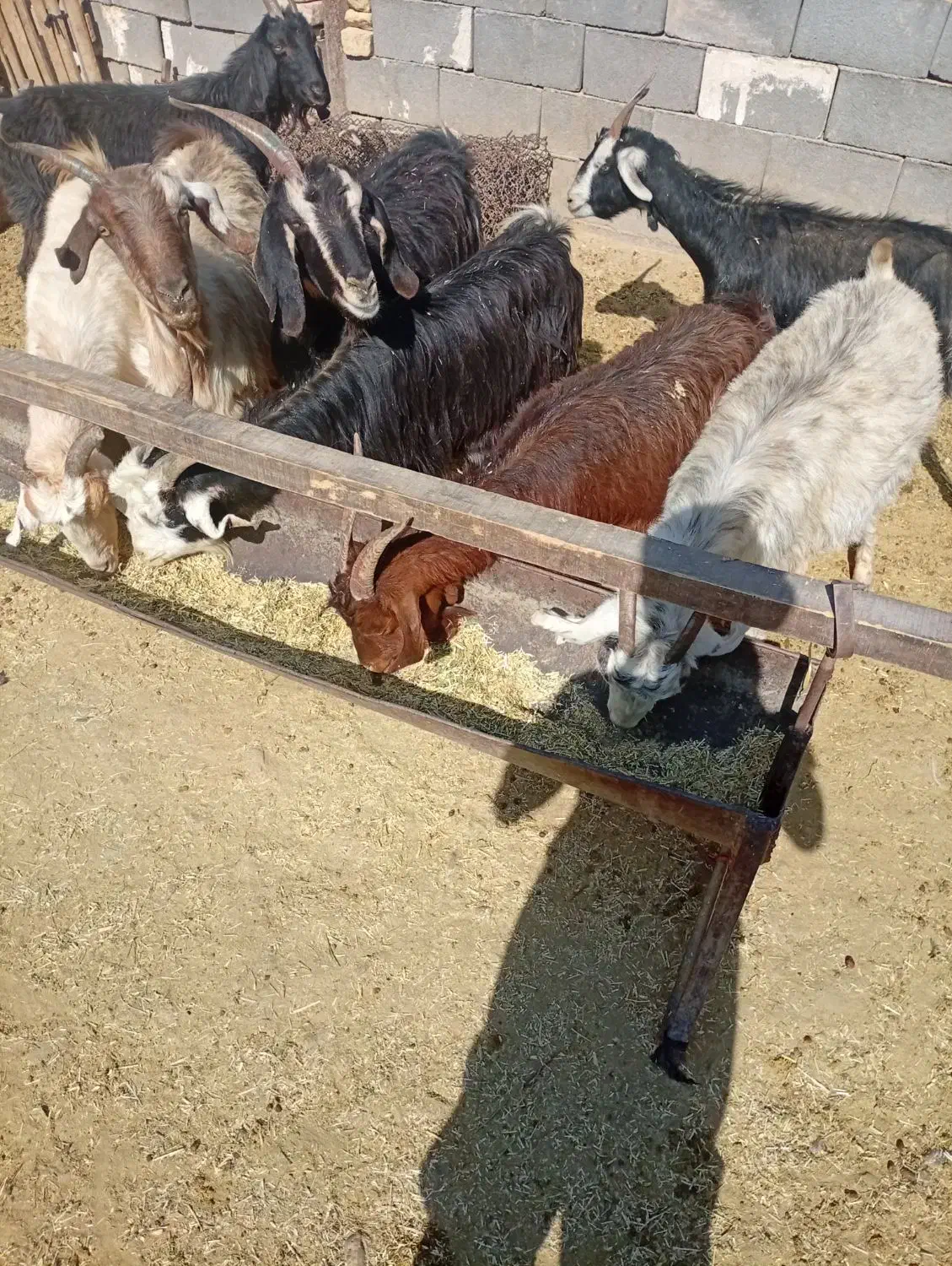 بزنیم گوشت|حیوانات مزرعه|مرودشت, ده بید|دیوار