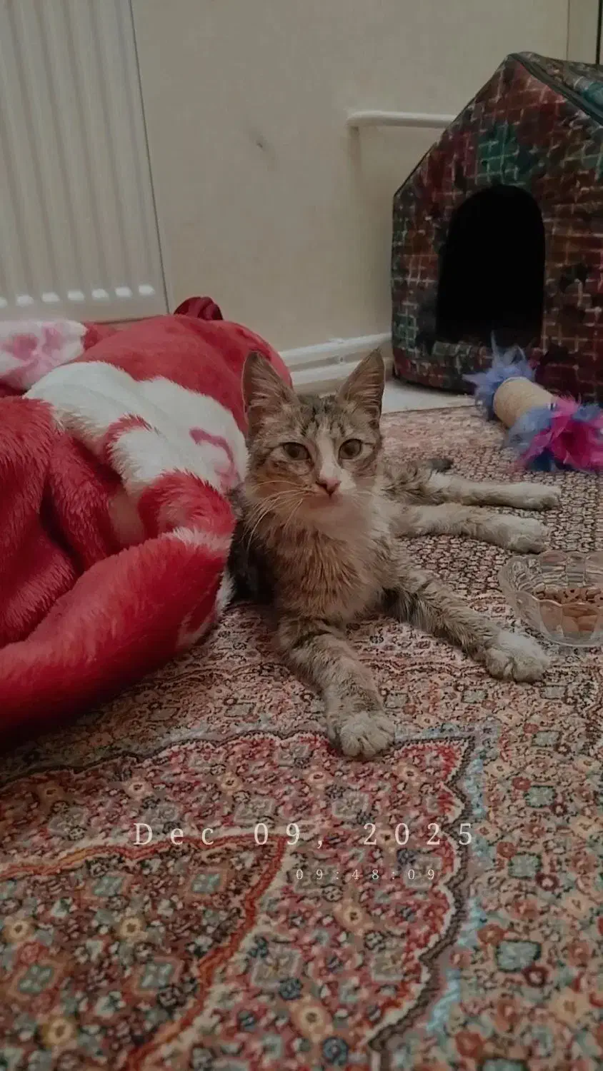 واگذاری گربه نر|گربه|تبریز, |دیوار