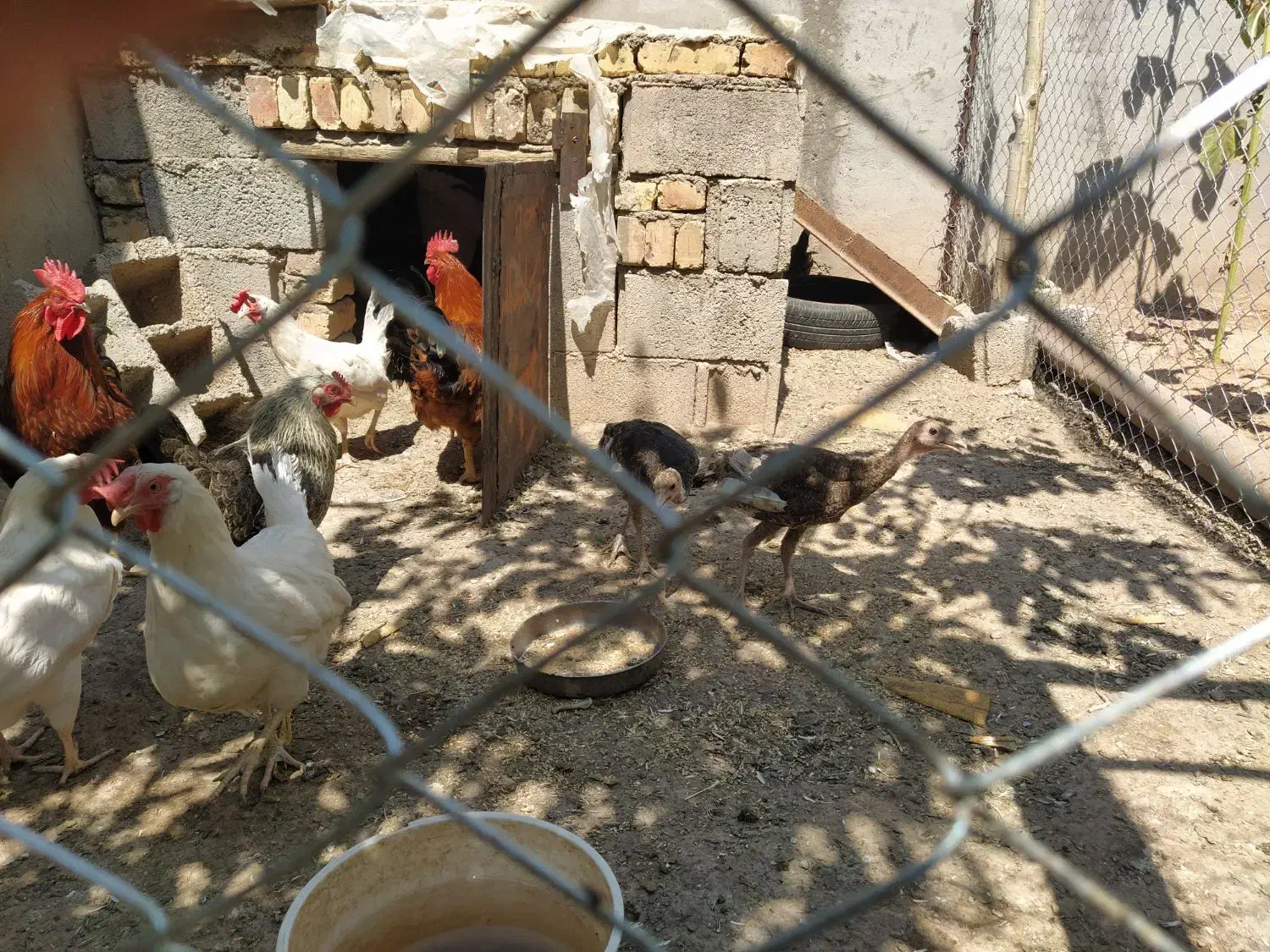 مرغ و خروس محلی|حیوانات مزرعه|مهربان, |دیوار