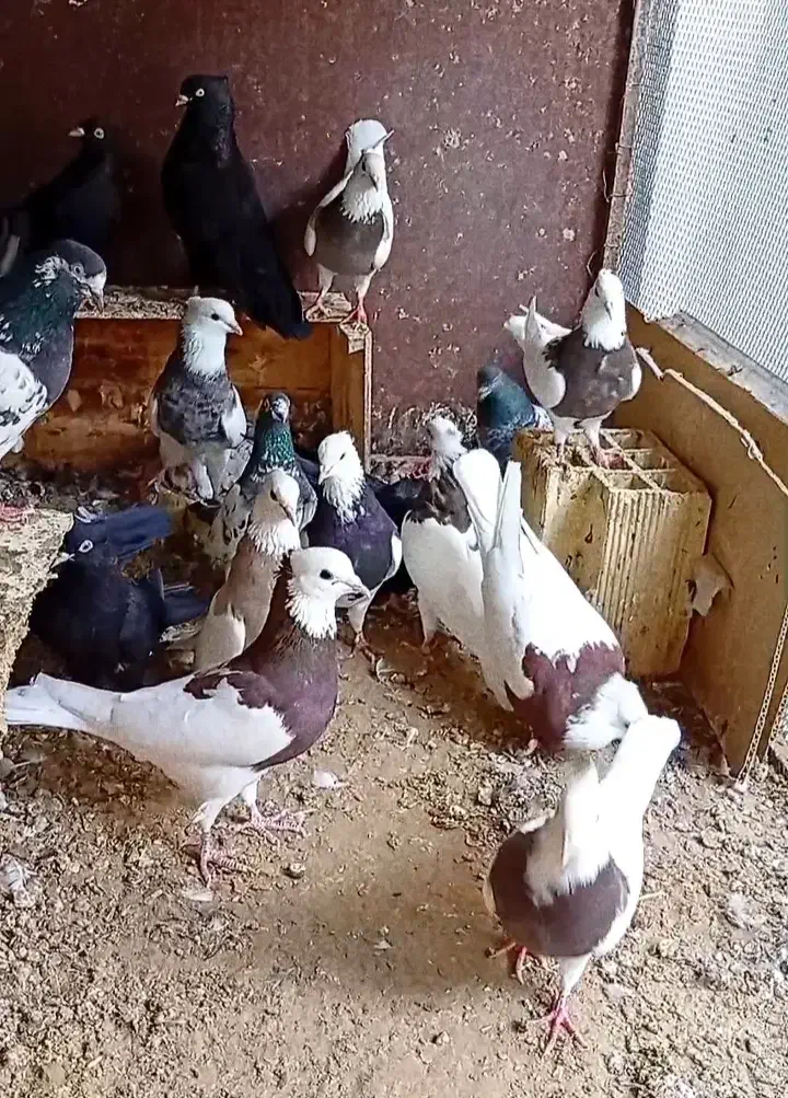 کبوتر درجه یک|پرنده|بندر گناوه, |دیوار