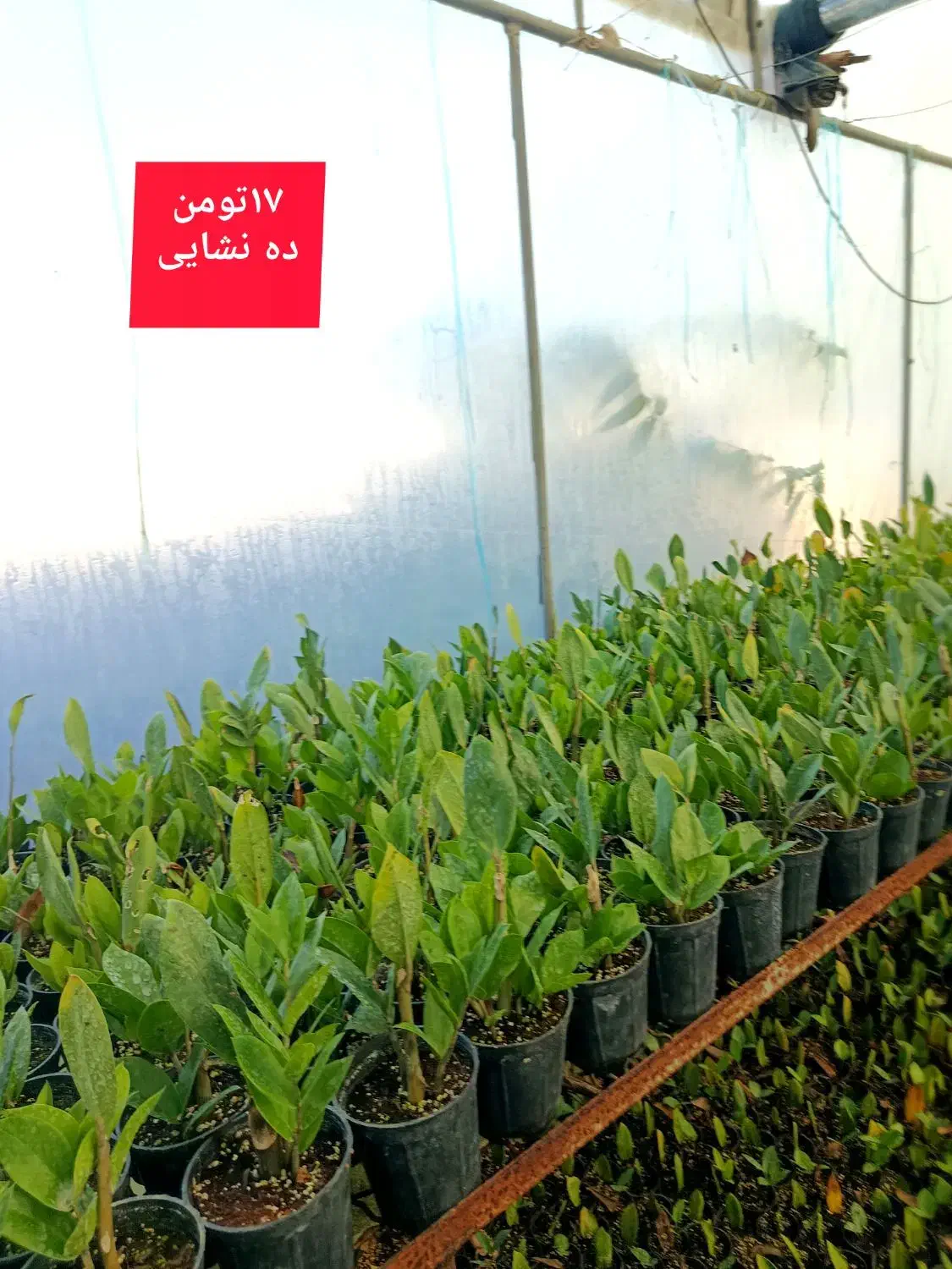 گل زیر قیمت|گل و گیاه طبیعی|بابل, |دیوار