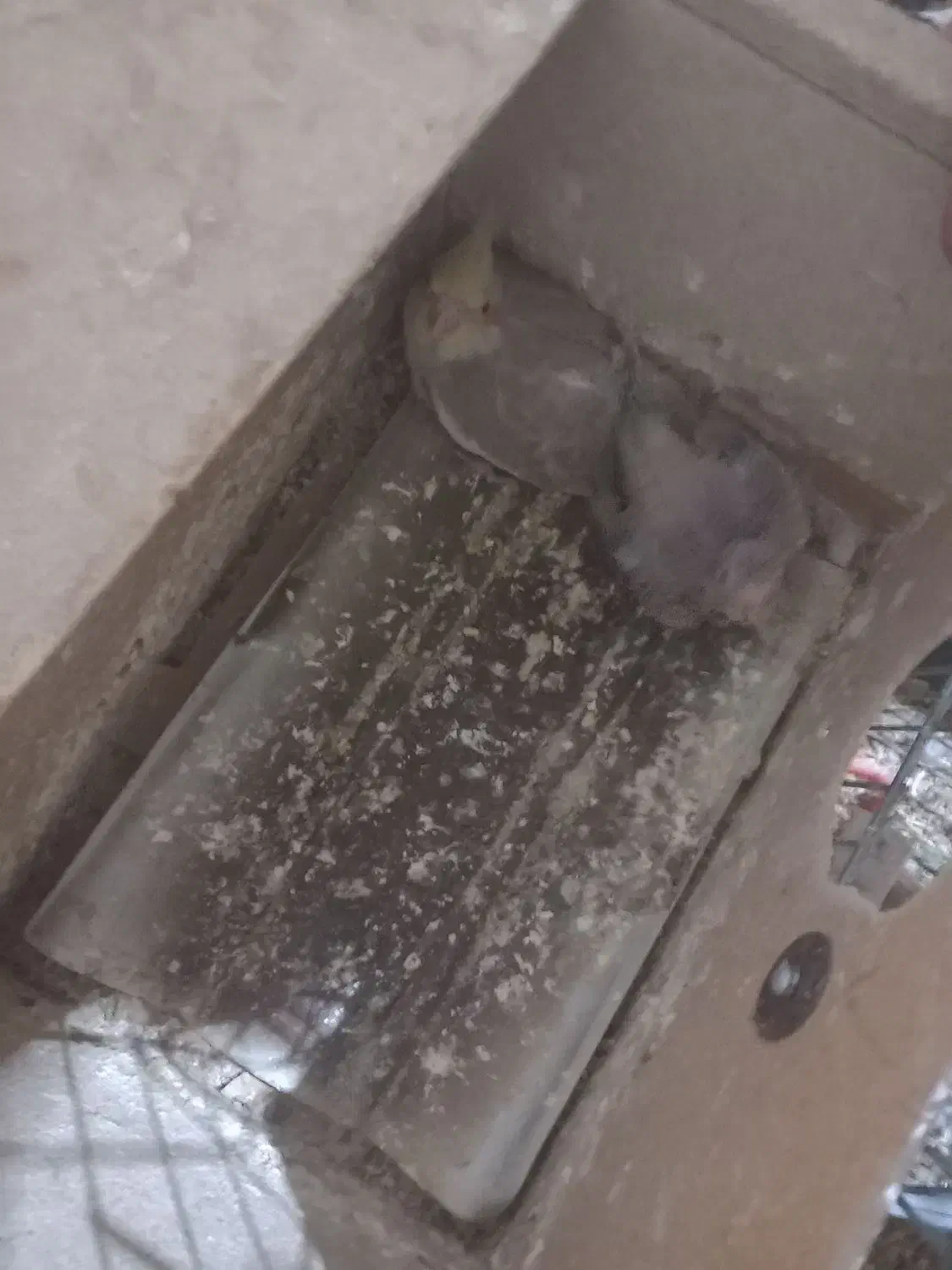 پرنده|پرنده|زارچ, |دیوار