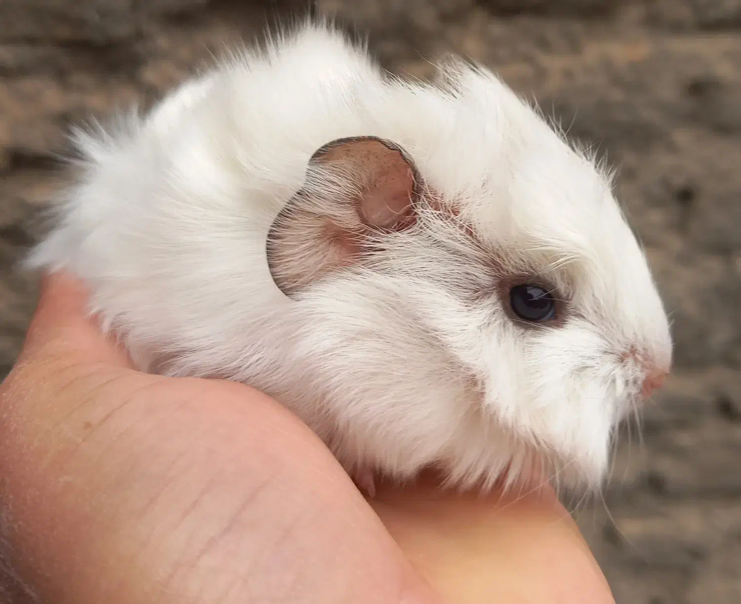 خوکچه هندی|حیوانات مزرعه|مشهد, موعود|دیوار